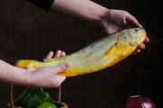 藏渔岛黑钻大黄鱼——只为餐桌上的营养与美味